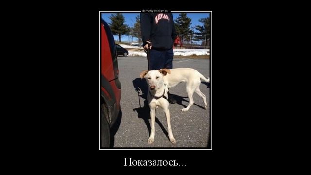 Свежие прикольные демотиваторы . смотреть онлайн