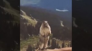 Бобёр кричит на горе