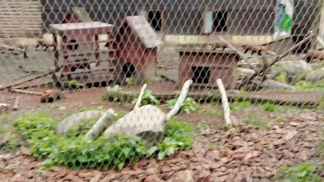 Московский зоопарк. Кустарниковая собака.