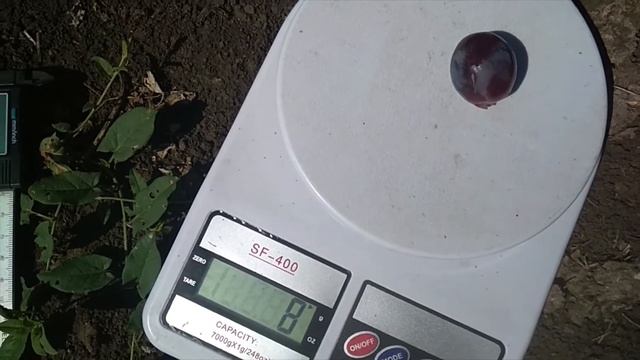 Виноград ГФ Еверест смотреть онлайн