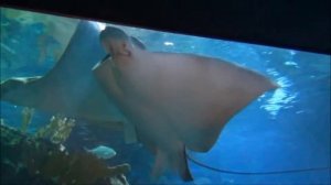 Океанариум Пекин