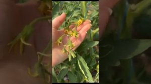 Прошел ровно месяц после высадки томата#МАКСИМ# обзор