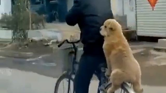 Прикольная собака ) - Funny dog смотреть онлайн