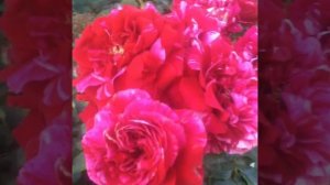 Роза Deep Impression (Дип Импрешн)Tantau Германия, 2009г.