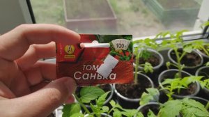 томат санька характеристика и описание сорта фото