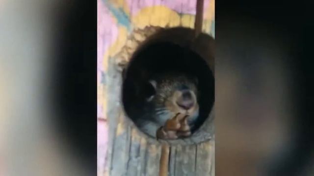 ОЧЕНЬ СМЕШНОЕ ВИДЕО С БЕЛКАМИ 2019@VERY FUNNY VIDEO WITH ANIMALS 2019 смотреть онлайн