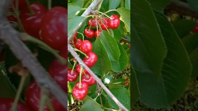 Цветочная магия