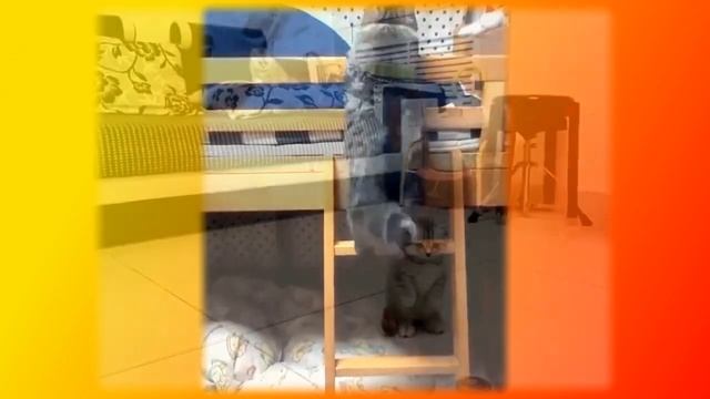 Смешные коты. Позитив.Создай себе хорошее настроение смотреть онлайн