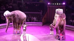 СЛОНЫ, ИТАЛЬЯНСКИЙ ЦИРК " TOGNI" В САМАРСКОМ ЦИРКЕ