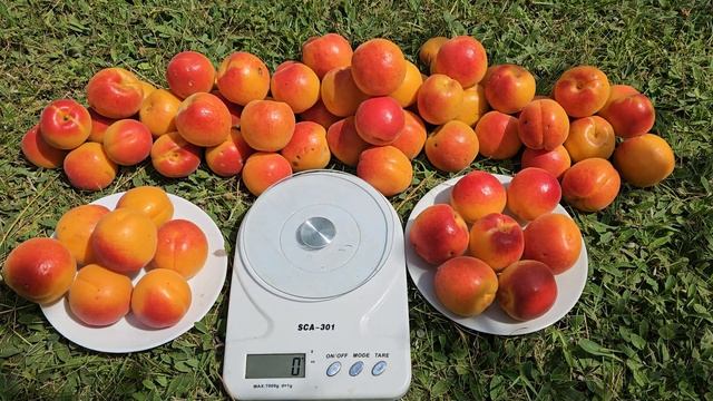 Абрикос для кожного саду.Абрикос Робада. смотреть онлайн