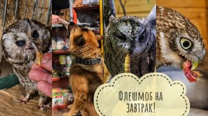 Совы завтракают за компанию, Пёс Кубик купил себе рыбку и напросил мороженку