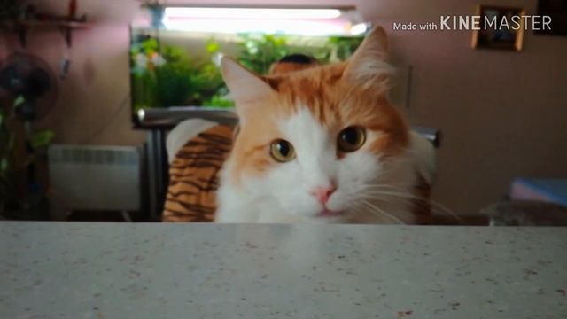 Приколы! Лисик за столом) смотреть онлайн