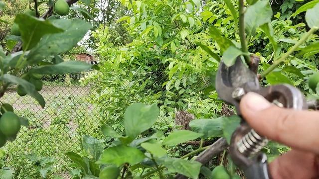 Летняя обрезка сливы на плодоношение смотреть онлайн