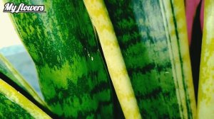 Пятна на листьях Сенсивиерии,что делать?