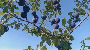 Обзор сорта сливы "Амерс"