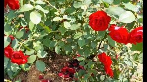 канадская роза ХОУП ФО ХЬЮМАНИТИ