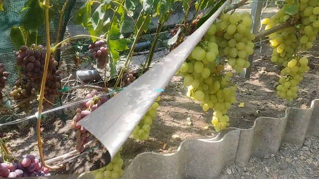 Обзор ранних сортов винограда 2024г. Часть 1 смотреть онлайн