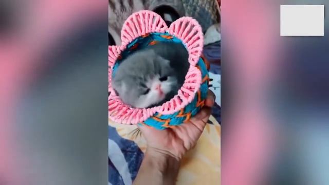Очень смешные животные. Смеяться ВСЕМ. Видео приколы с животными. смотреть онлайн