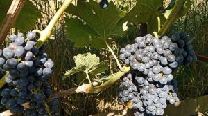 Виноград каберне кортис на 1. 9. 24г. В Спасске-Дальнем