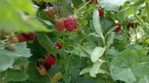 Малина Пшехиба одна из лучших сортов летнего плодонош