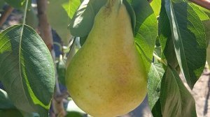 Груша любимица Клаппа