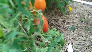 обзор томата🍅,  ,, сибирская тройка,,  мой любимчик!