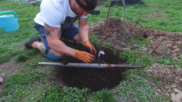 Как сажать АБРИКОС весной с ОКС! Пошаговая инструкция! смотреть онлайн