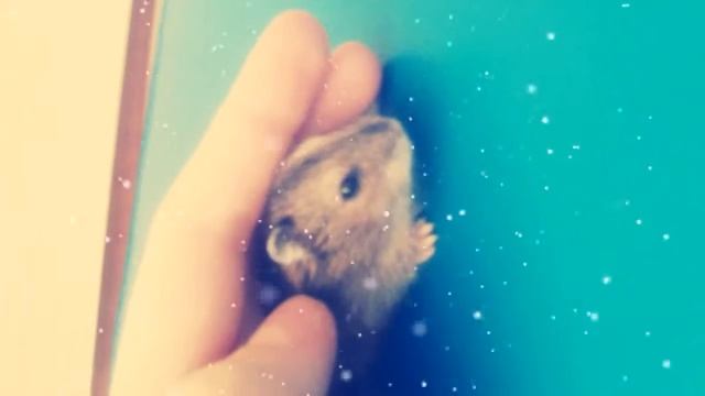 Хомяки бывают разные смотреть онлайн