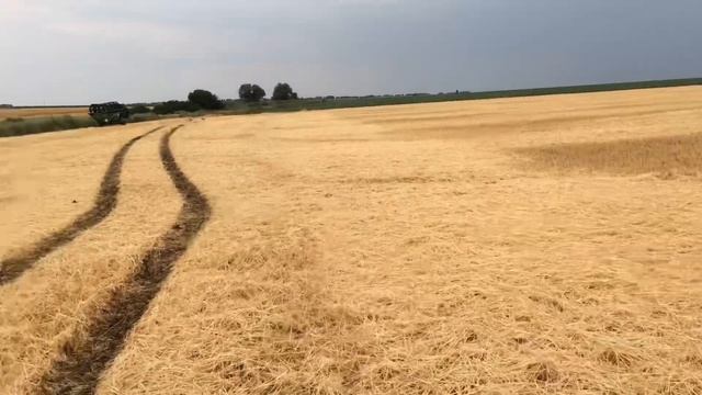 Уборка озимой пшеницы 2020