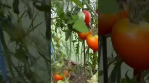 Томаты красногвардеец, лентяйка, черри хоровод на 20.07.2