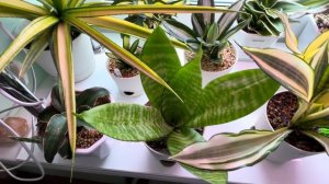 Джунгли в квартире. Моя коллекция сансевиерий!