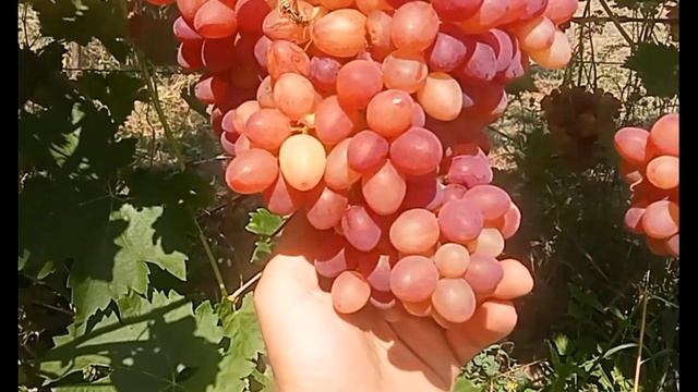 Цимус та Велес порівняння смотреть онлайн