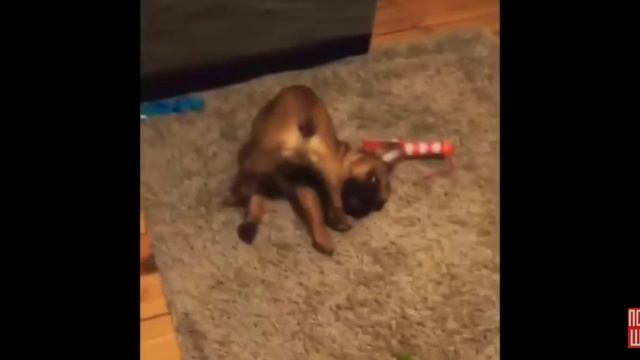 Приколы с Французскими Бульдогами #2 смотреть онлайн