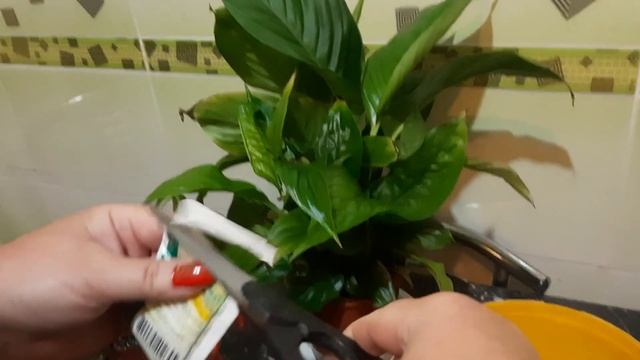 Спатифиллум растет как на дрожжах  Женское счастье