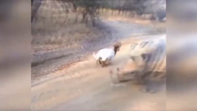 ЛУЧШИЕ ПРИКОЛЫ 2018 СЕНТЯБРЬ 😂 СМЕШНЫЕ ВИДЕО 🔥 #113 💥 смотреть онлайн