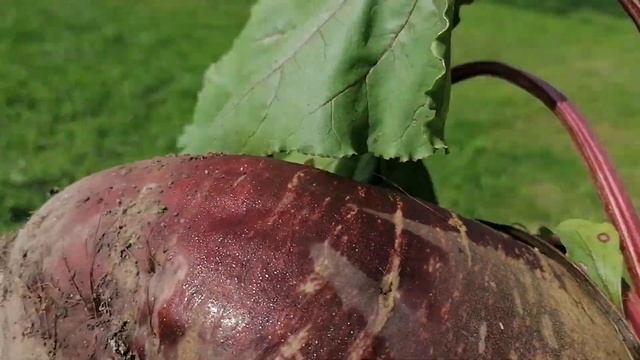 Гигантская свёкла урожая сентября 2023 смотреть онлайн