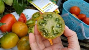 обзор томатов 🍅,, Боец( буян),,  ,,изумрудный штамбовый,,