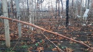 Бесплодные, холостые побеги на винограде, причины их п