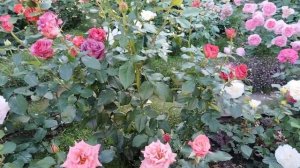 Приветы из лета 🐈🌹🐈⬛ #роза Матильда- необычная и ?