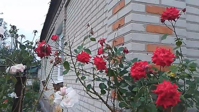 Красивые плетистые розы во дворе в сентябре