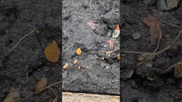 Мои тюльпаны взошли,их прислала моя подписчица.