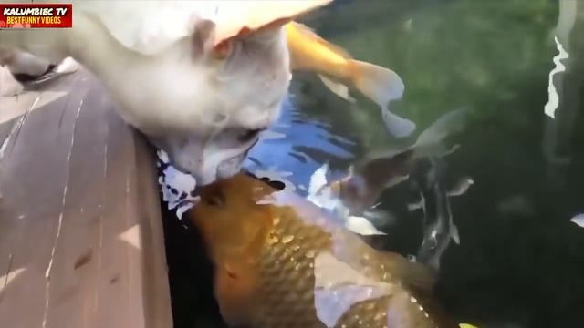 СМЕШНЫЕ МОМЕНТЫ, НОВЫЕ ПРИКОЛЫ 2017, ЛУЧШИЕ CUBE ПРИКОЛЫ 2017 смотреть онлайн