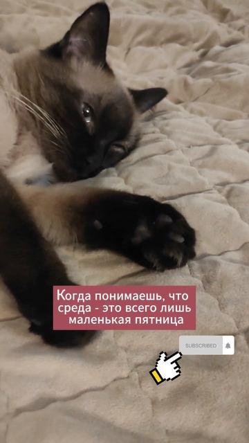 Когда понимаешь, что среда - это всего лишь маленькая пятница 😒 смотреть онлайн