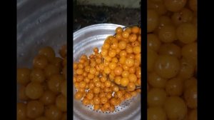 Alça qurusunun hazırlanması🌞 СУШЁНАЯ АЛЫЧА НА ЗИМУ🌞
