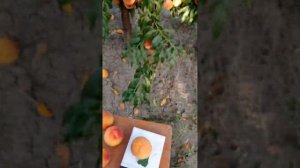 персик Крымская осень