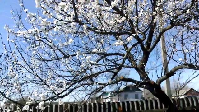 🐝Зацвёл абрикос. Мое двух-маточное содержание пчёл. П смотреть онлайн
