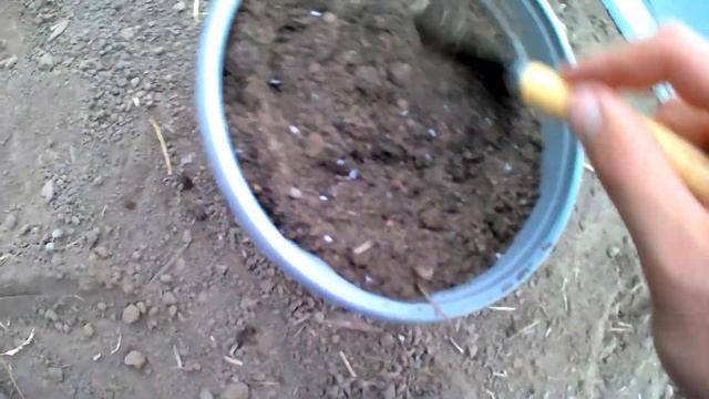 100% способ? Укореняем черенки абрикоса в земле🌱Экспер