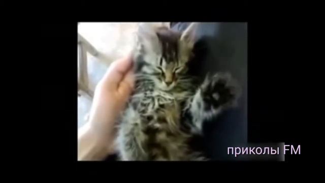 Прикольная озвучка про животных смотреть онлайн