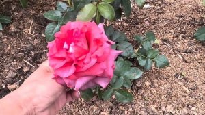 Роза Матильда