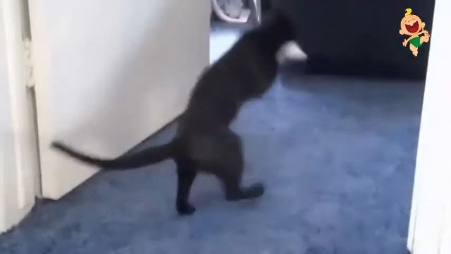 Прикольные игривые коты смотреть онлайн